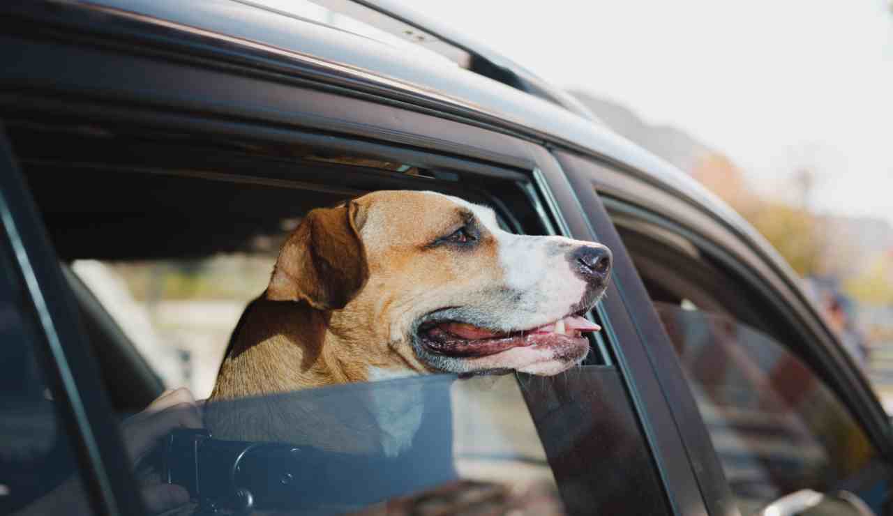 Testa del cane fuori dal finestrino