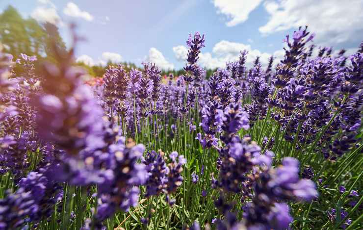 Lavanda in foto 