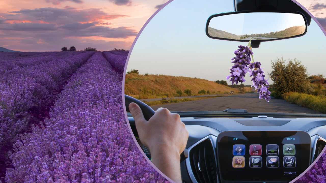 Lavanda in auto