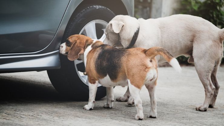 Cani annusano gomma auto