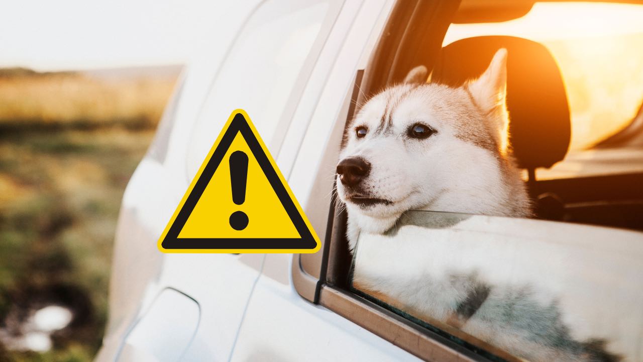 Cani in auto, attenzione