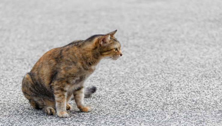 Gatto camminava per strada