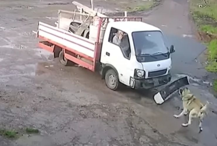Cane attacca camion in discarica