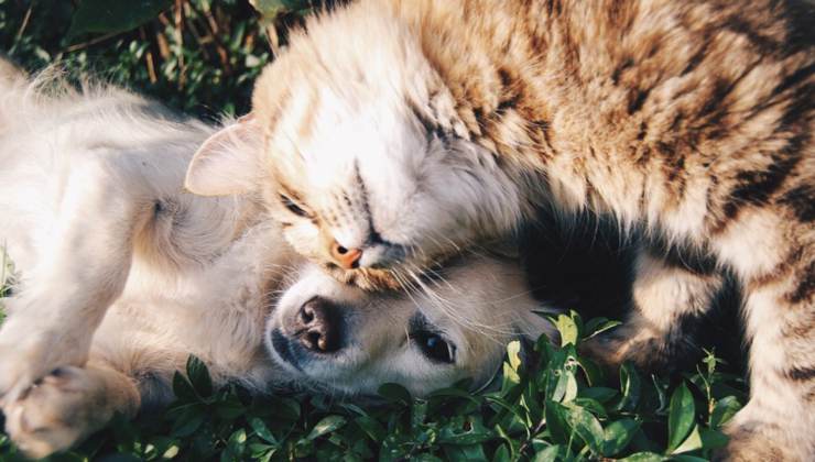 Cane e gatto