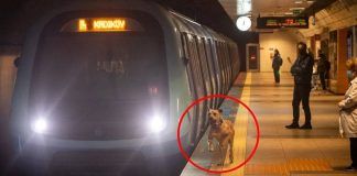 Cane prende il tram