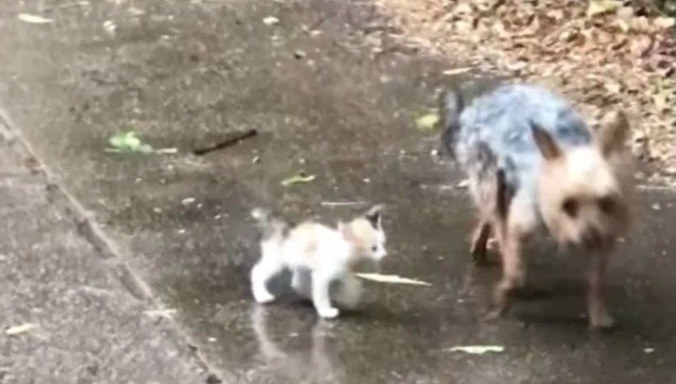 Cane trova gattino per strada