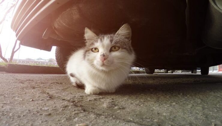 Colpo sul cofano per capire se c'è un gatto sotto l'auto