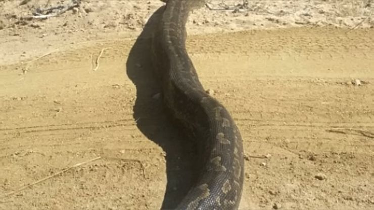 Foto del serpente su strada: sembrava un tronco