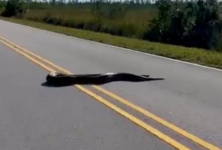 Macchia scura sull'asfalto: è un pitone birmano