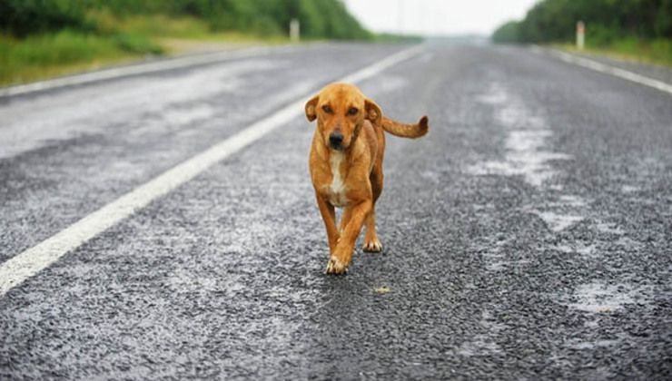 Qualcosa si muove tra le macchine: era un cane