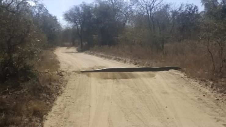 Serpente su strada