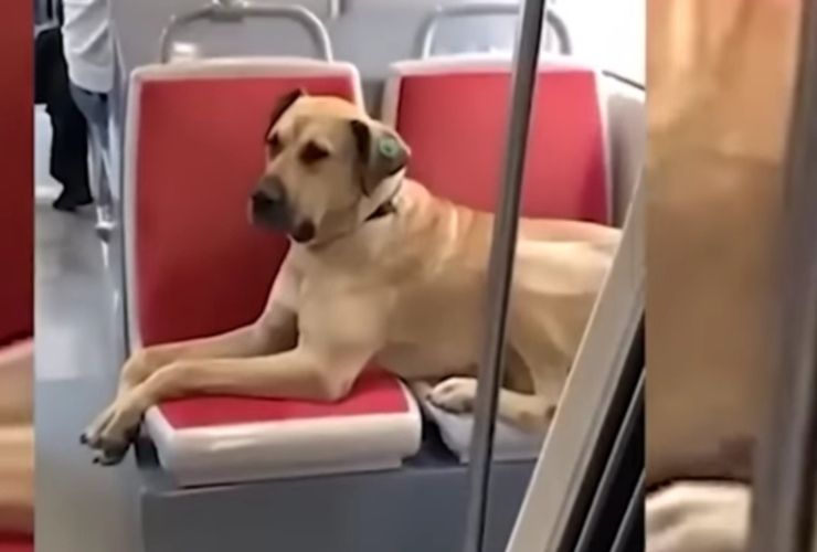 Cucciolo che prende il tram