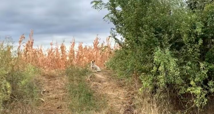 cagnolino-impaurito-strada