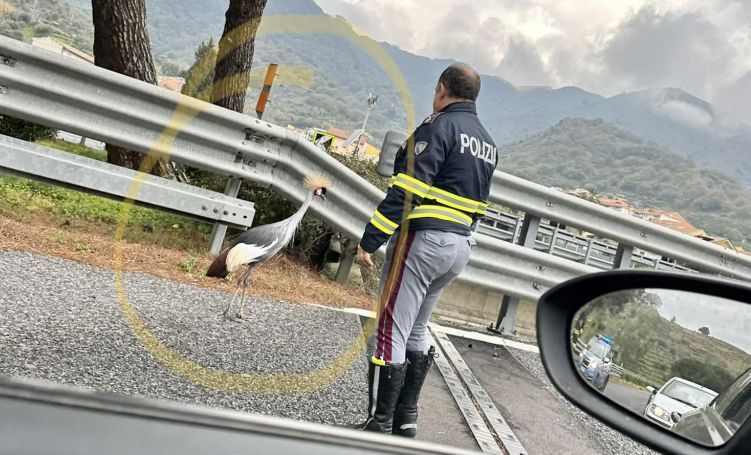 Una gru in autostrada