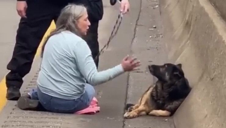 Donna aiuta cane ferito